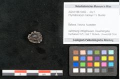 Foto (Objekt + Etikett) von Phymatocaryon mackayi F.V. Mueller (NHMW-GEO-2024-0188-10452)